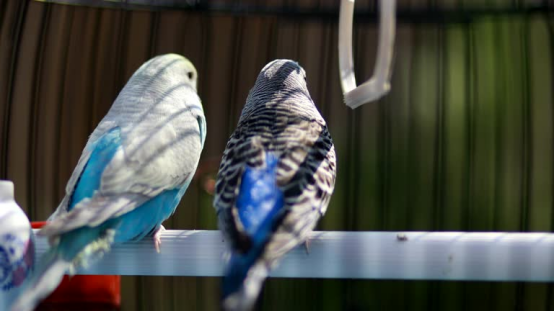 These two budgies represent the birds an AI bird feeder camera can spot—even instantly telling cardinals and hummingbirds apart.