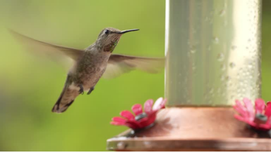 This hummingbird’s quick movements are captured in sharp detail by a 2K bird feeder camera—key for accurate AI bird ID.