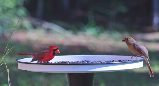 These cardinals at the feeder are captured clearly by the bird feeder camera that works even in remote backyards.