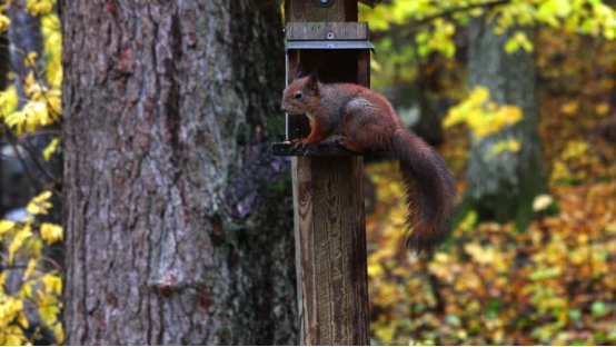 Squirrel at a bird feeder (the target of squirrel deterrents on bird feeder cameras, linked to the research on hawk sounds’ impact on birds)