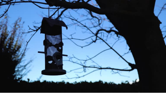This bird feeder, hung as dusk falls, pairs with a camera that captures true color even on pitch-black nights.