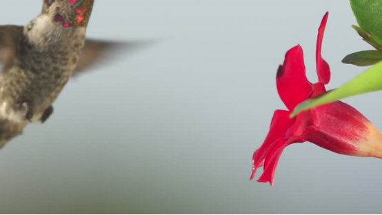 Hummingbirds lured by bright blooms can be closely captured by a bird feeder camera.