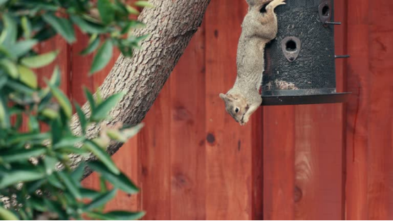 This squirrel raiding the feeder is no match for the AI bird feeder camera—this active-deterrent model is the squirrel-proof hero of the review.