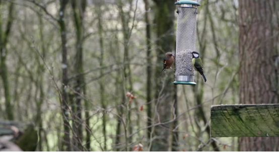 Birds feeding at a bird feeder (the core setup for the bird feeder camera, aligned with the 3-minute bird watching guide)