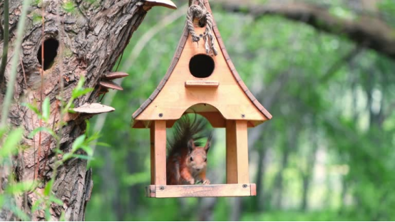 This squirrel in the feeder prompts the bird feeder camera’s AI deterrent mode to stop them for good.