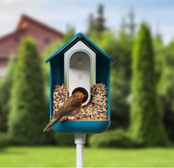 This bird feeds at the camera-equipped feeder—this budget AI model is a perfect starter for beginners.